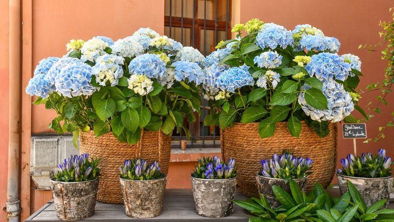 Adapt the routine for containers and garden soil