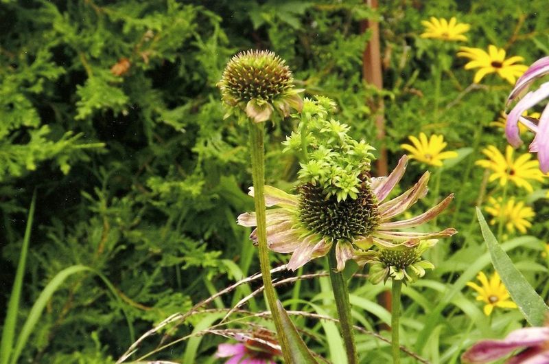 Beside Weedy or Grassy Patches