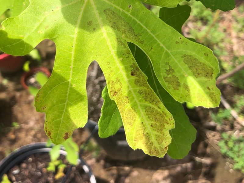 Hungry-Looking Leaves Despite Regular Feeding