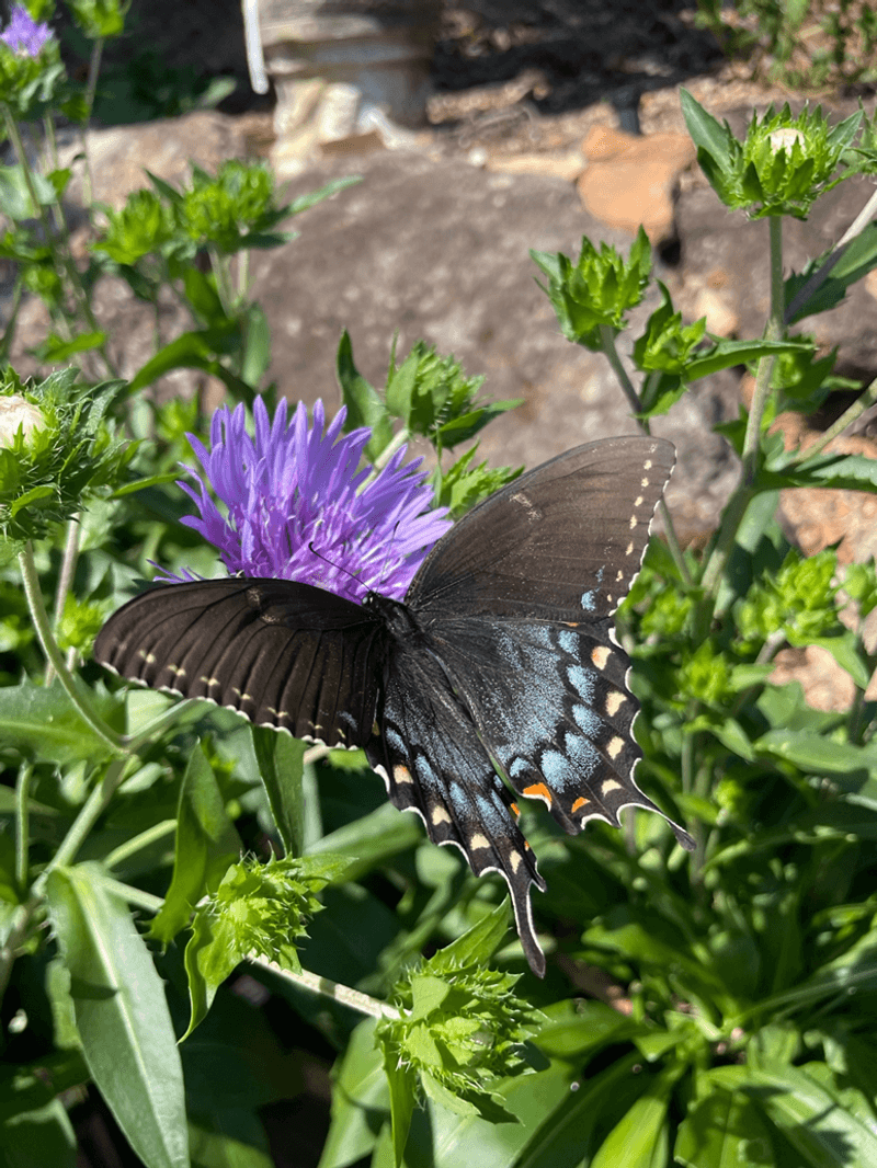 Reduce recurrence while protecting yard wildlife