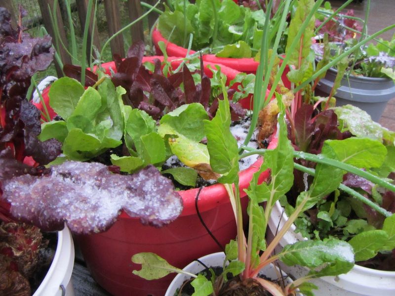 Plan for frost and freezing conditions separately