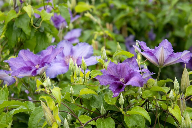Fertilizer supports flowering but cannot guarantee it