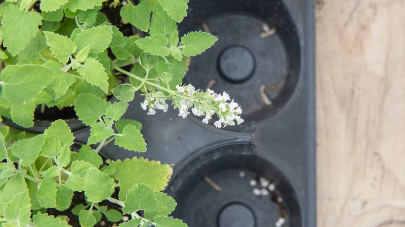 Why a catnip plant is not a mosquito force field
