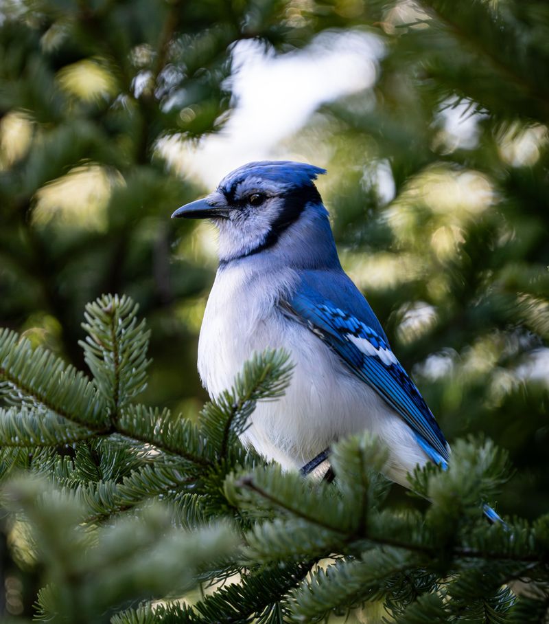 Dense Trees and Shrubs for Cover