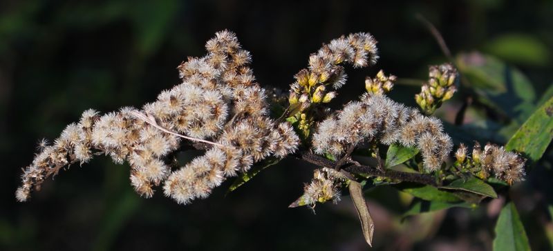 Keep native seedheads selectively