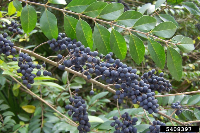 Why Chinese and Japanese privet create a different stewardship problem
