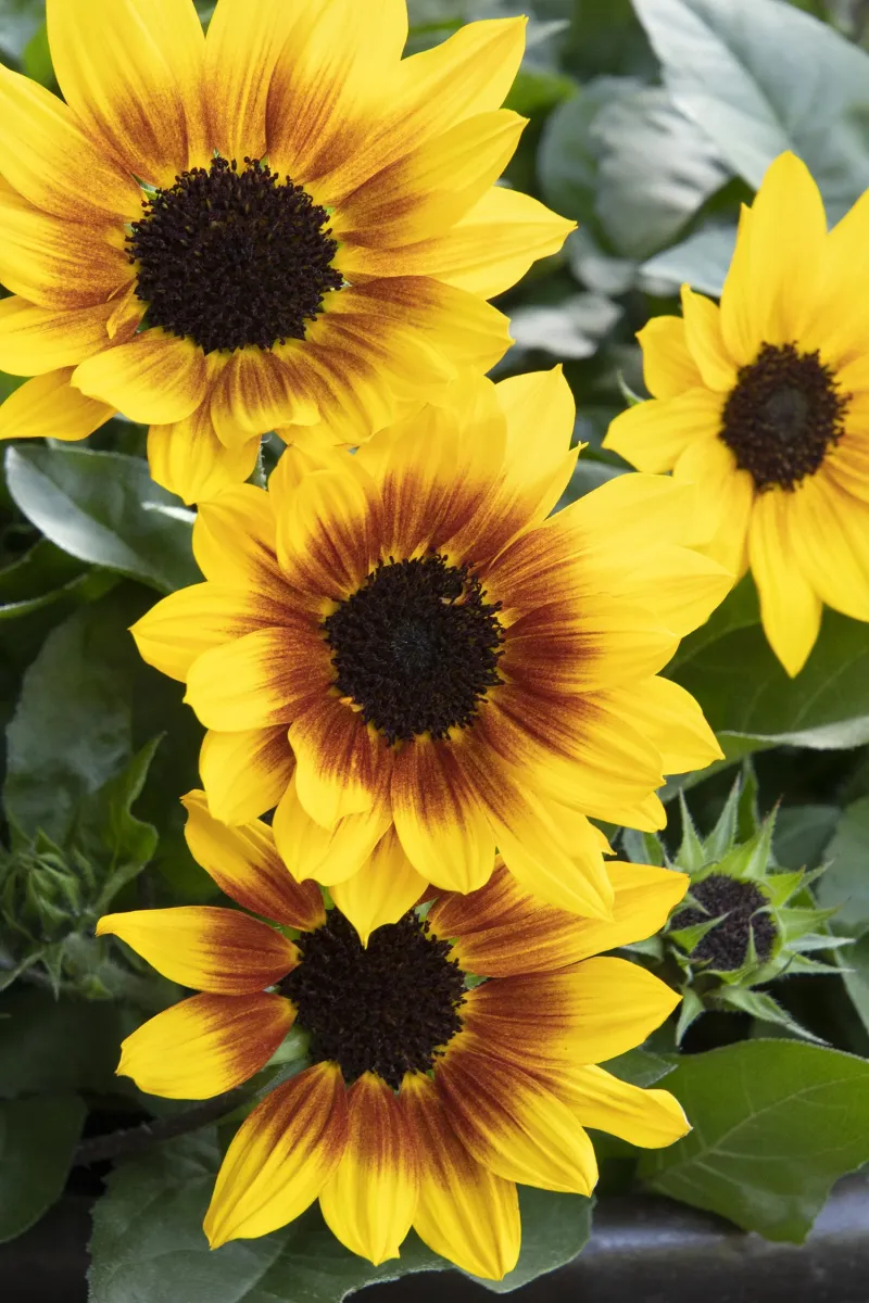 SunBelievable Sunflowers (Helianthus)
