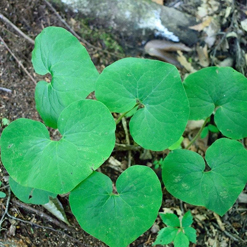 Canadian Wild Ginger (Asarum canadense)