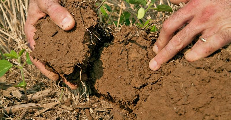 Use fertilizer history and testing before adding nutrients