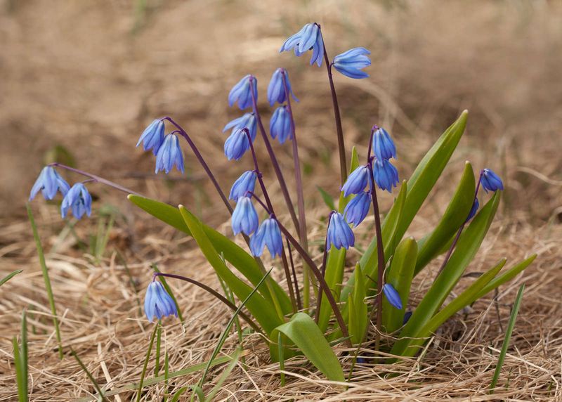 Scilla