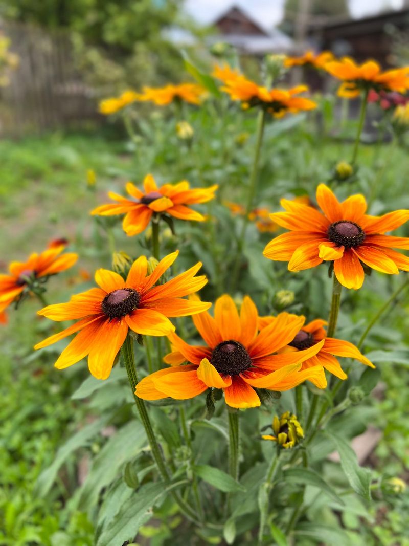 Black-Eyed Susan (Rudbeckia)