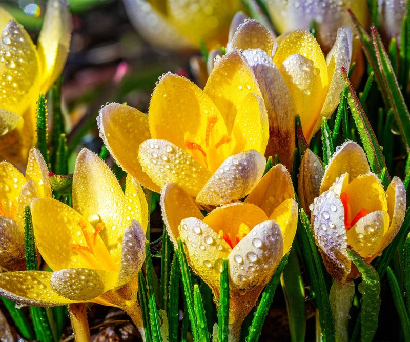 Crocus