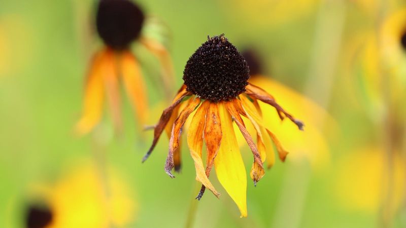 Mistake: Inconsistent or Improper Watering