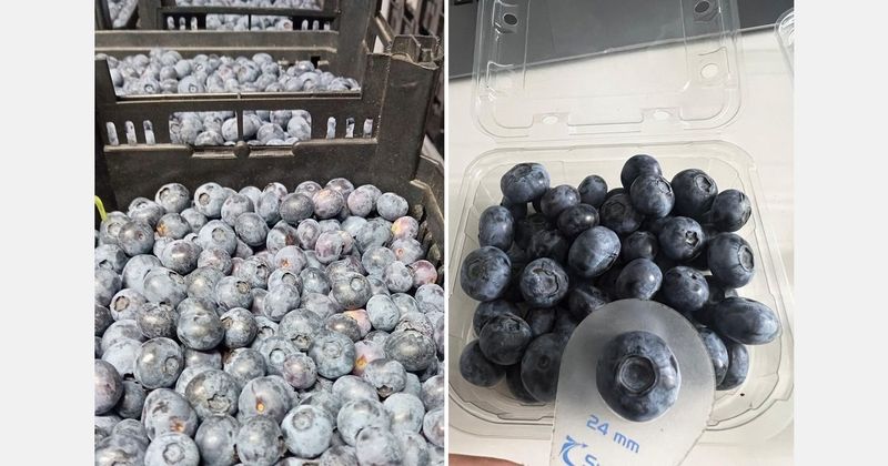 Blueberries (off-season)