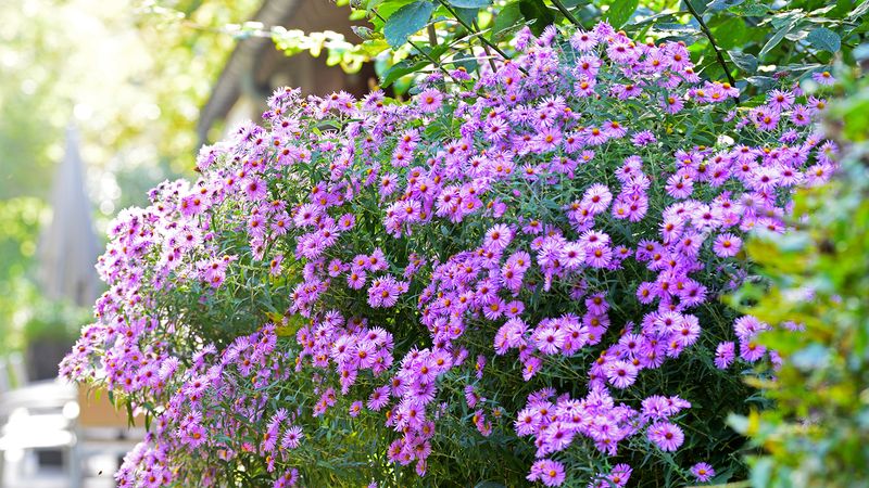 Aster