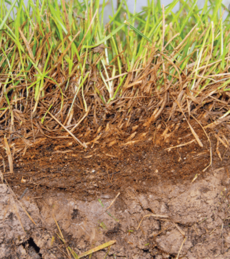 Compaction, shallow soil, and thatch can limit turf