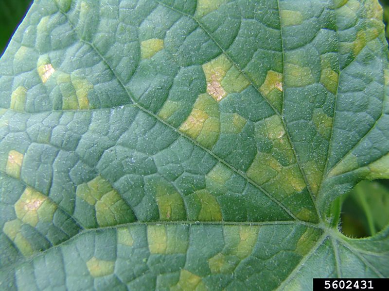 Angular spots and leaf fuzz suggest a disease pattern