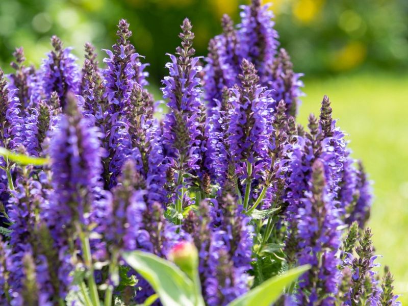 Salvia (Perennial Varieties)
