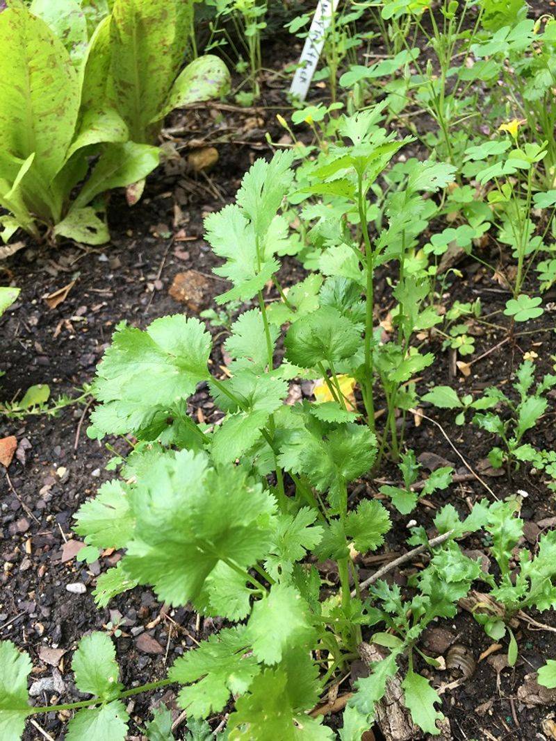 Cilantro