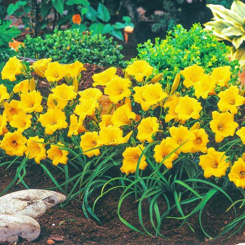 Daylily (Hemerocallis)