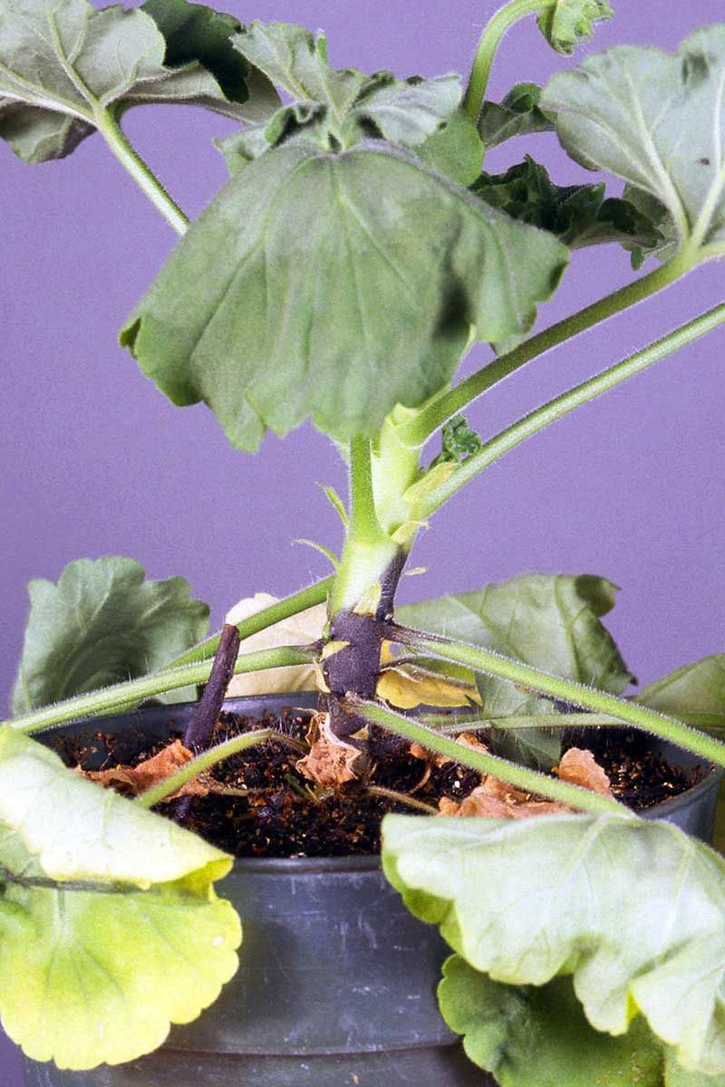 Too much water can keep the cutting from rooting