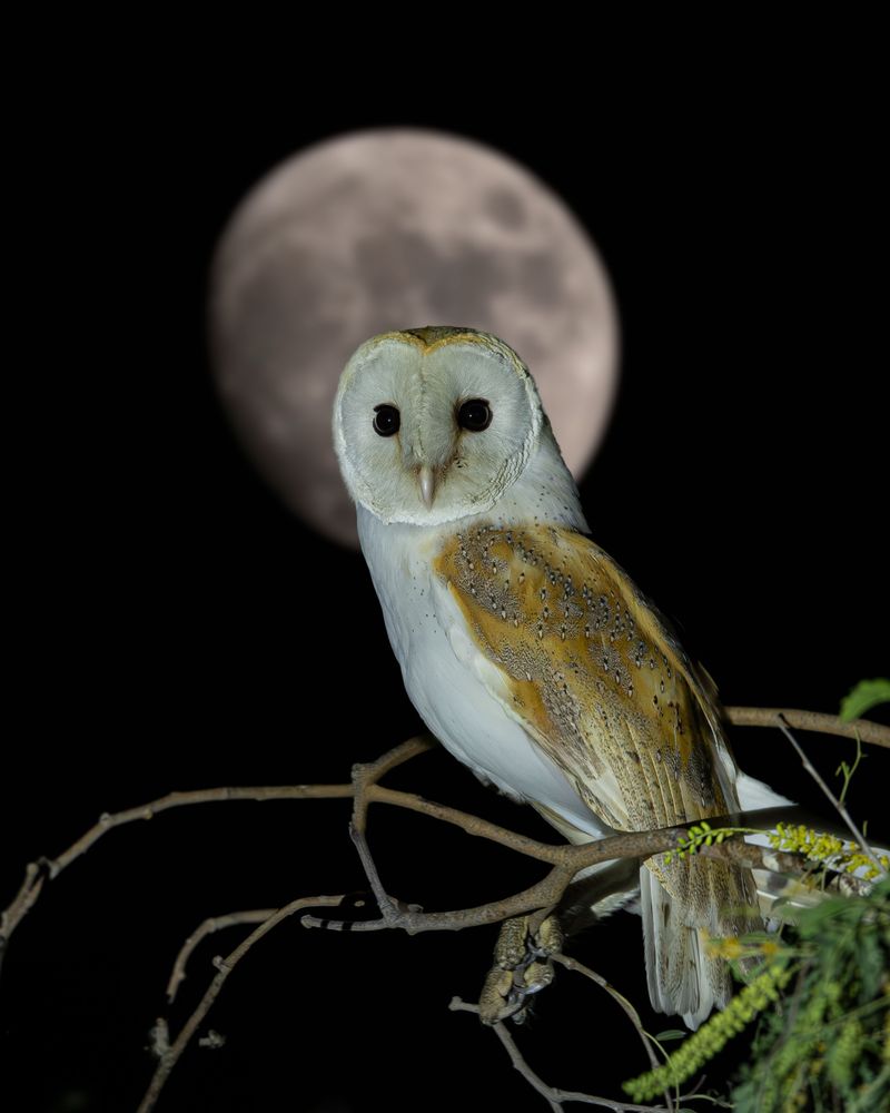 Owls