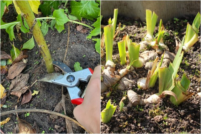 Use a Bigger Cosmos Cutback Only When It Fits
