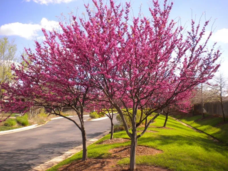 Eastern Redbud