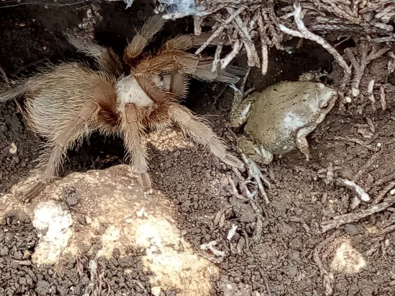 Does the frog really guard the eggs from ants?