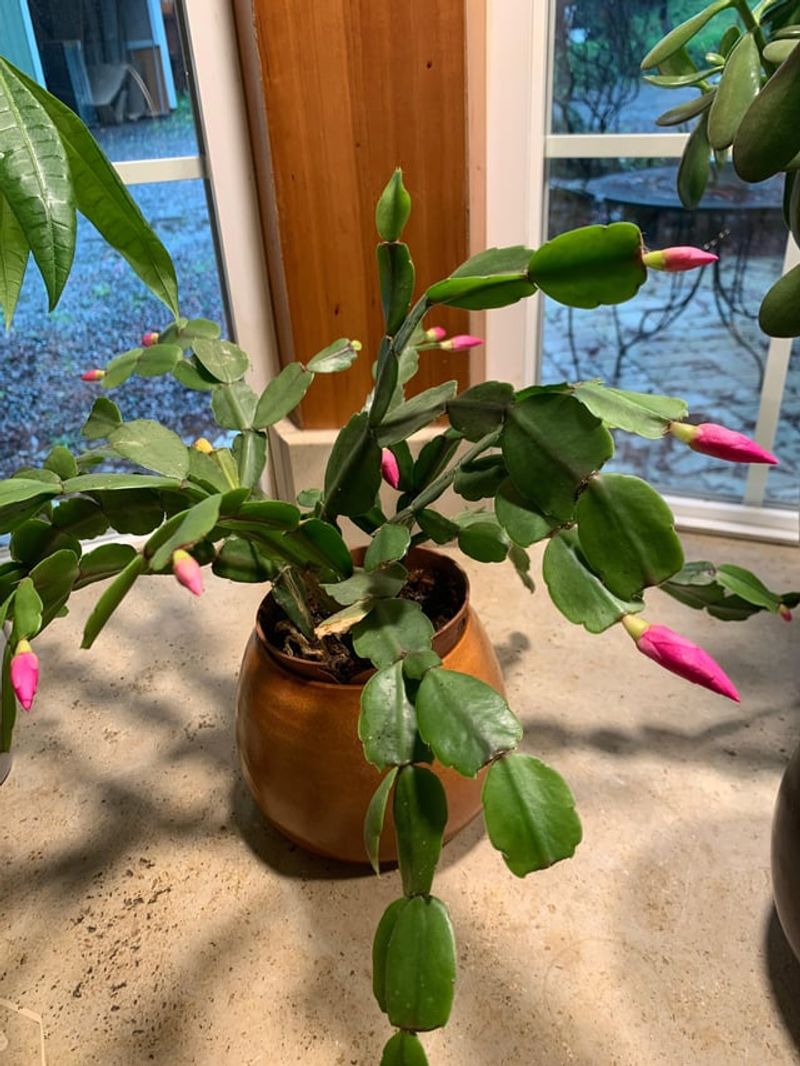 Once buds appear, stop treating darkness as the goal