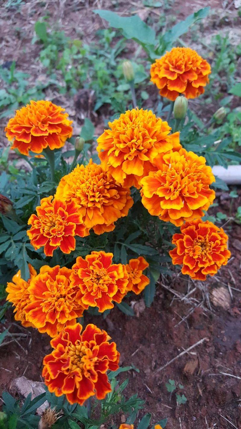 Marigold