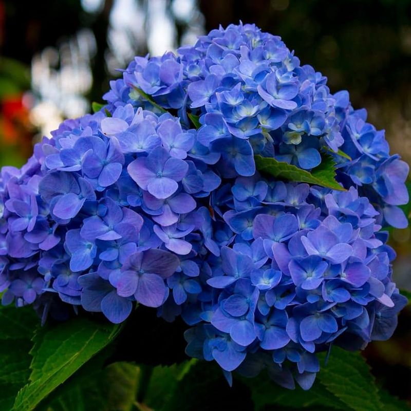 Hydrangeas