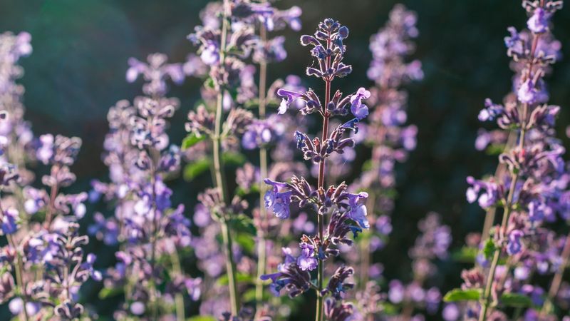 Catmint (Nepenta)