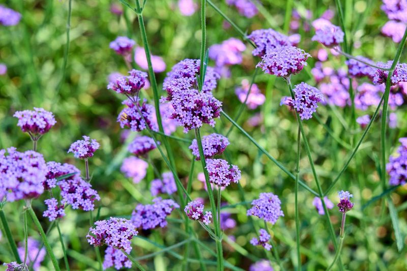 Brazilian Vervain