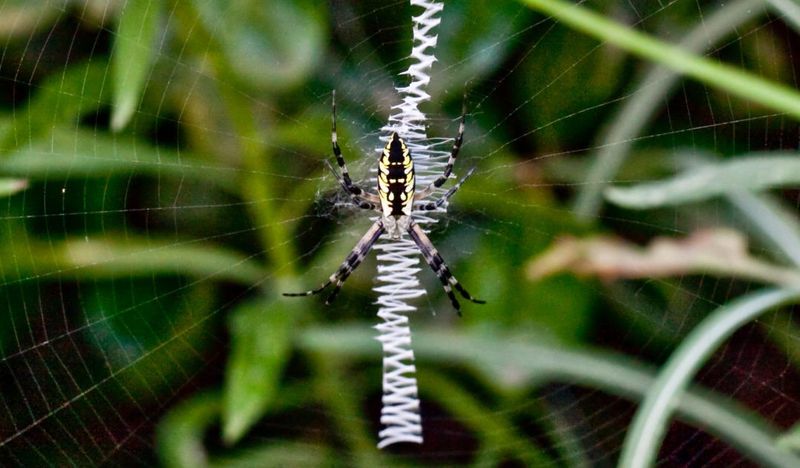 Leave an unobstructive web alone