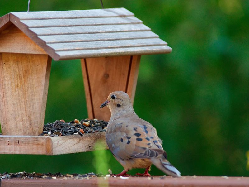 Mourning Dove