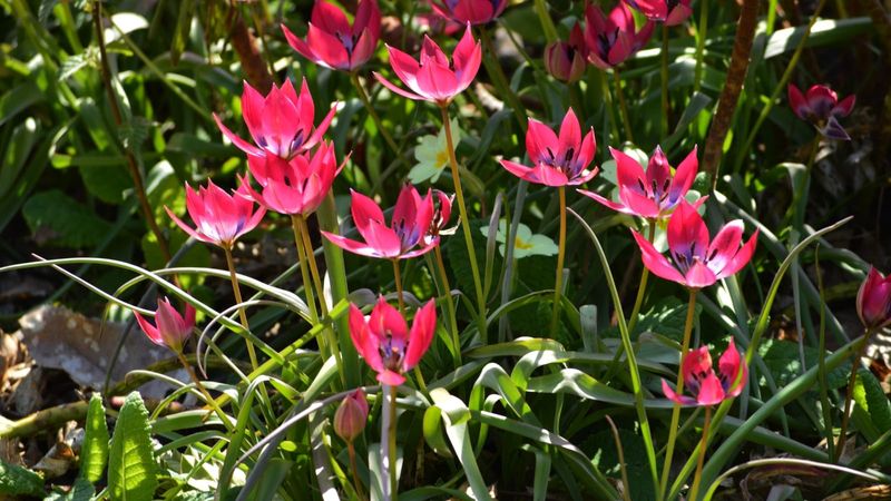 Species Tulips