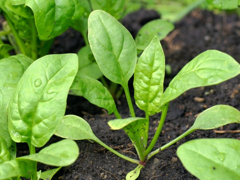 Protect flavor from heat, stress, and bolting