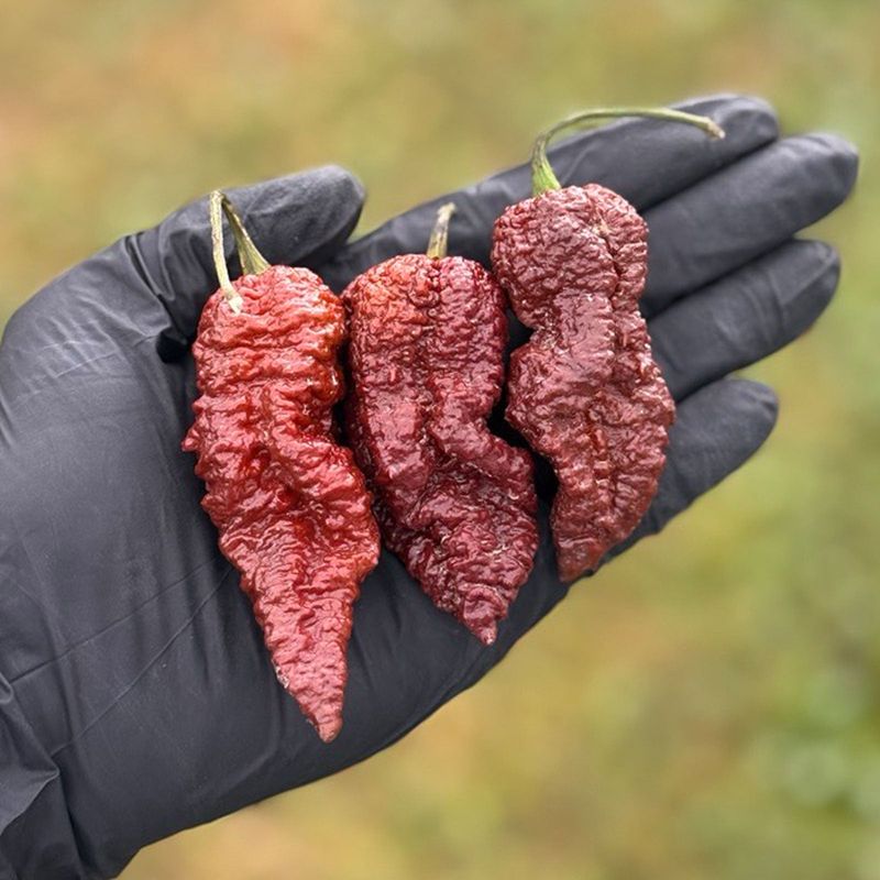 Ghost pepper (bhut jolokia)