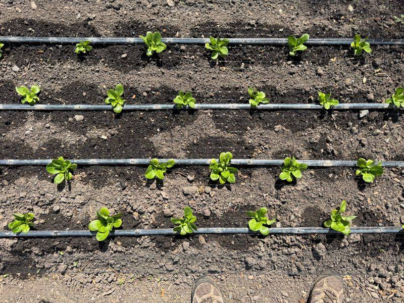 Keep the Root Zone Evenly Moist and Well Drained