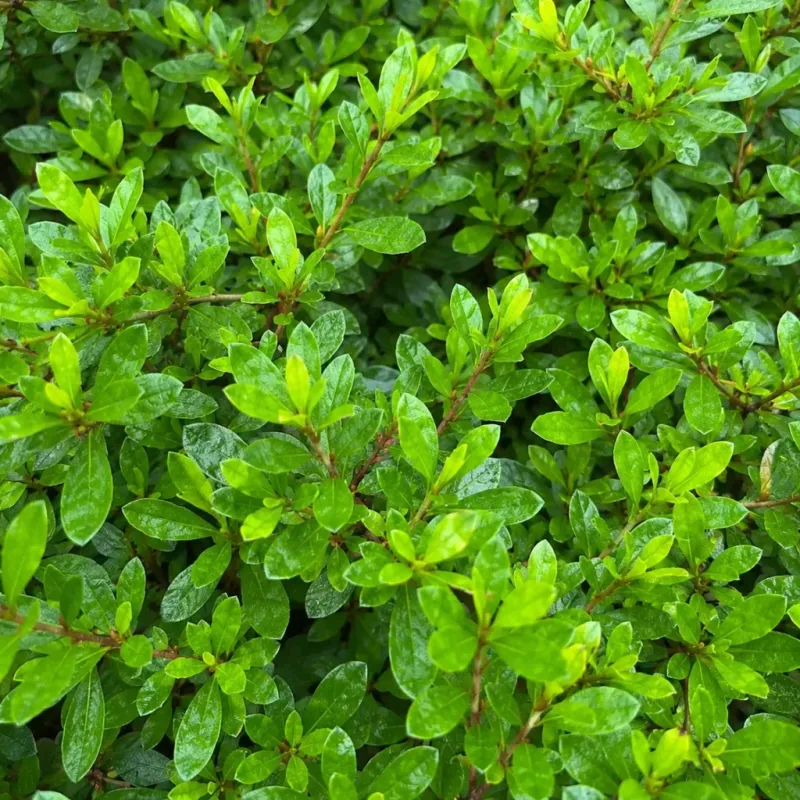 Put the Pruning Shears Away
