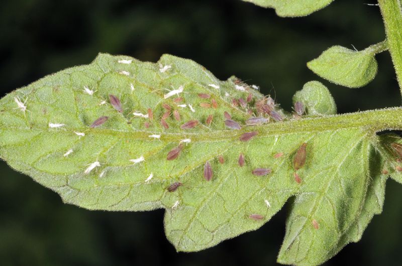 Aphids