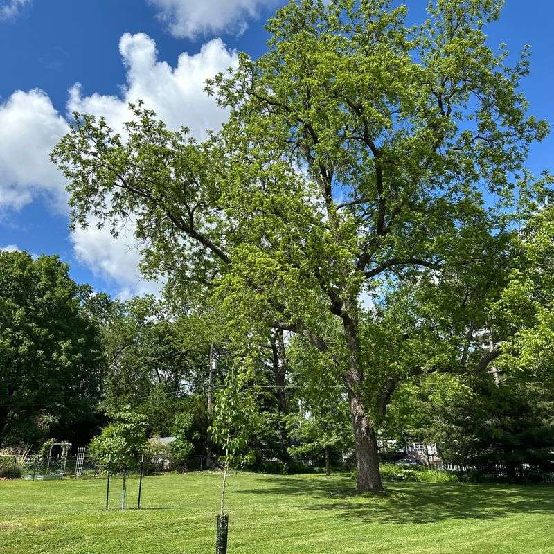 Remove walnut debris and keep it out of tomato mulch