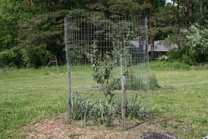 Protect New Plantings Before They Can Stand Up to Browsing