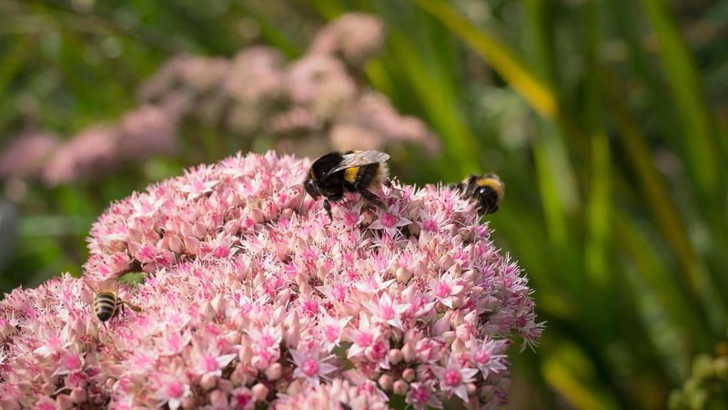 Late-Season Blooming Flowers