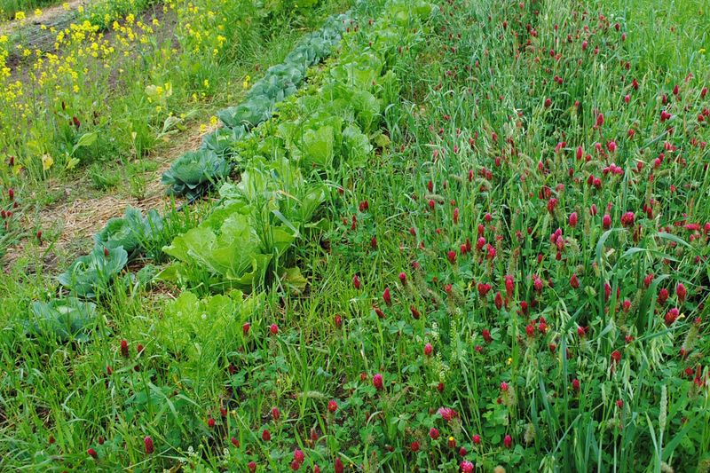Prepare the seedbed and sow at the right rate