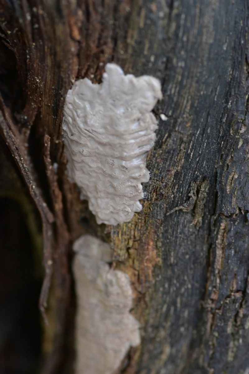 One removed mass cannot guarantee a lanternfly-free spring