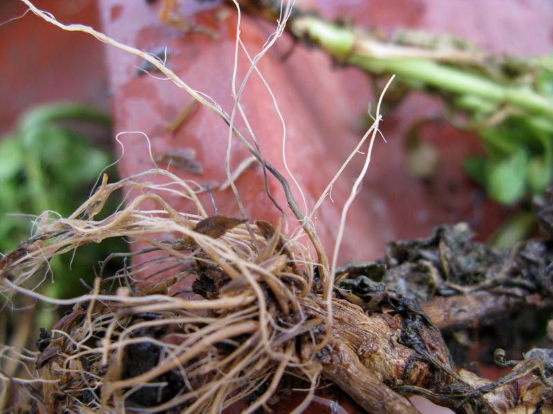 Manage Fungal Diseases