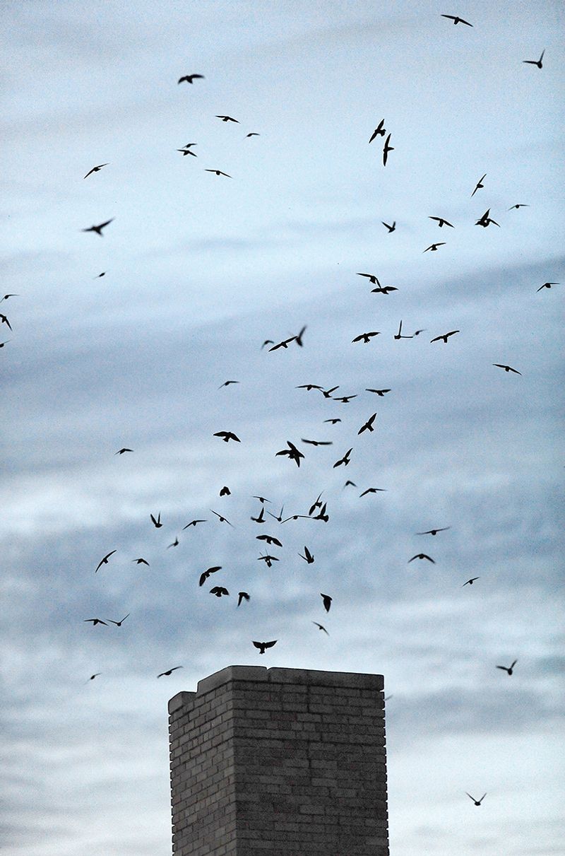 Use the birds’ activity, not one calendar date
