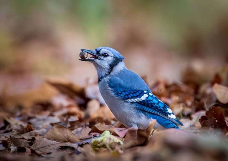 Blue Jay